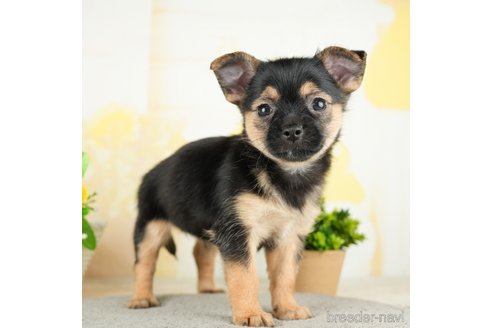 成約済の茨城県のミックス犬-283248の2枚目